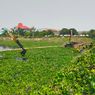 2.600 Meter Kubik Eceng Gondok Sudah Diangkut dari Waduk Pluit