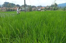 Nasib Buruh Tani Padi Sumedang, Produktif di Usia Senja dengan Lahan Terus Menyempit