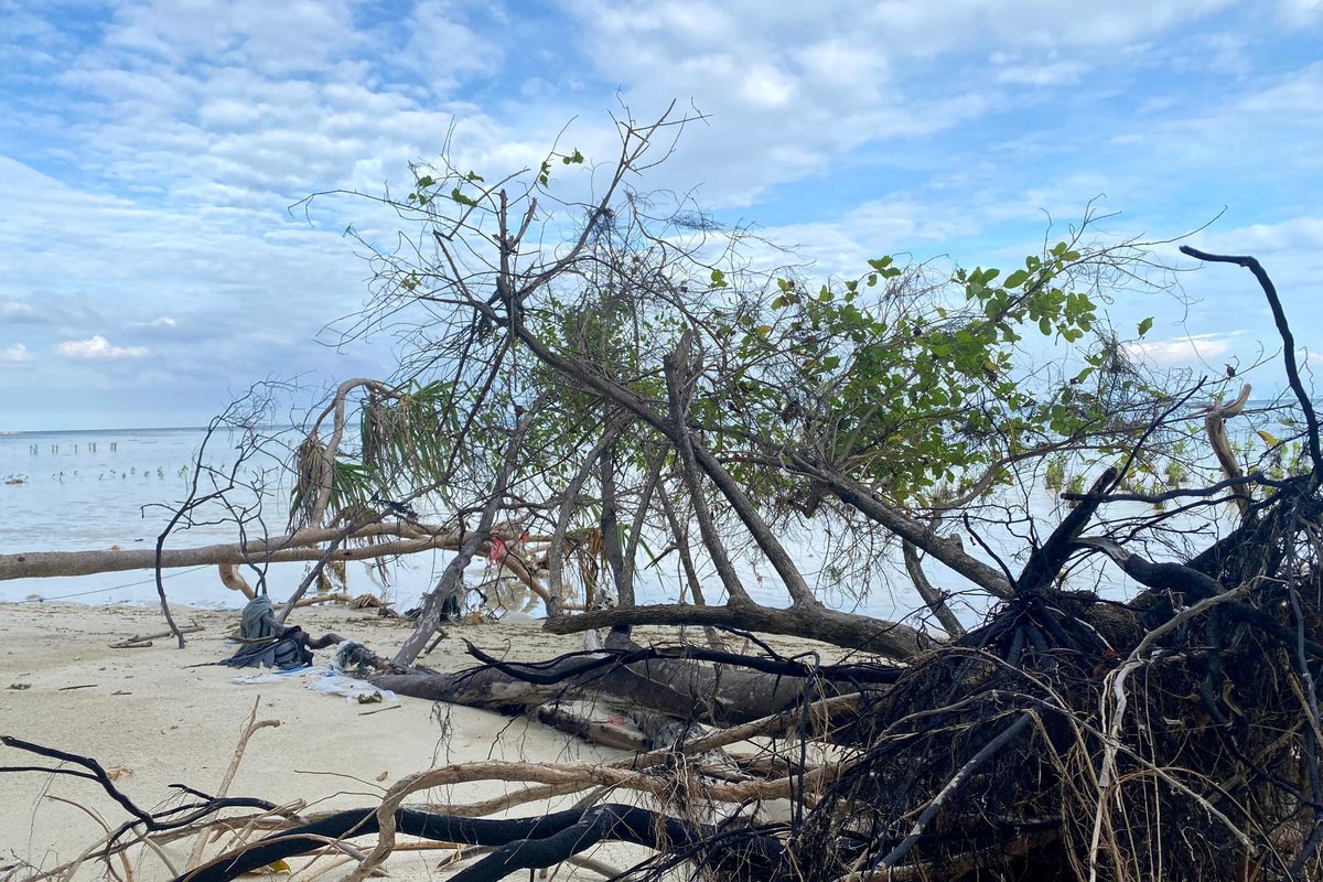 Pohon-pohon mati bertumbangan akibat abrasi di tepian Pantai Rengge, Pulau Pari, Kepulauan Seribu, Jakarta, Senin (8/7/2024).