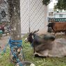 Sapi Ongole Sumbangan Jokowi untuk Warga Maluku Dipastikan Sehat
