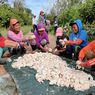 Maluku Bakal Punya Pertanian Kakao Komersial Berkelanjutan