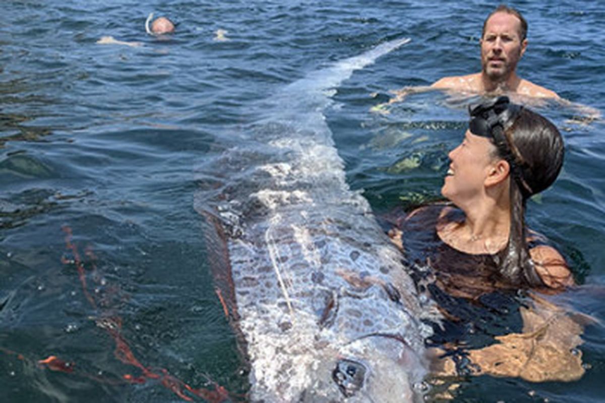 Oarfish yang terdampar di San Diego, California, AS.