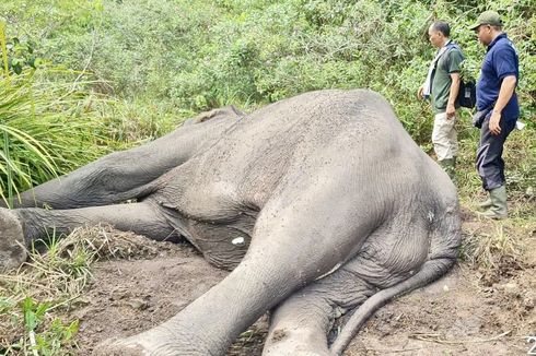 Dugul, Gajah Liar Soliter di Way Kambas Ditemukan Mati