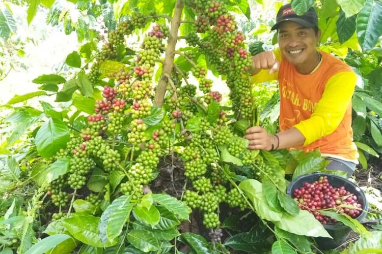 Seorang petani kopi Bengkulu ketika panen kopi pada 2021.