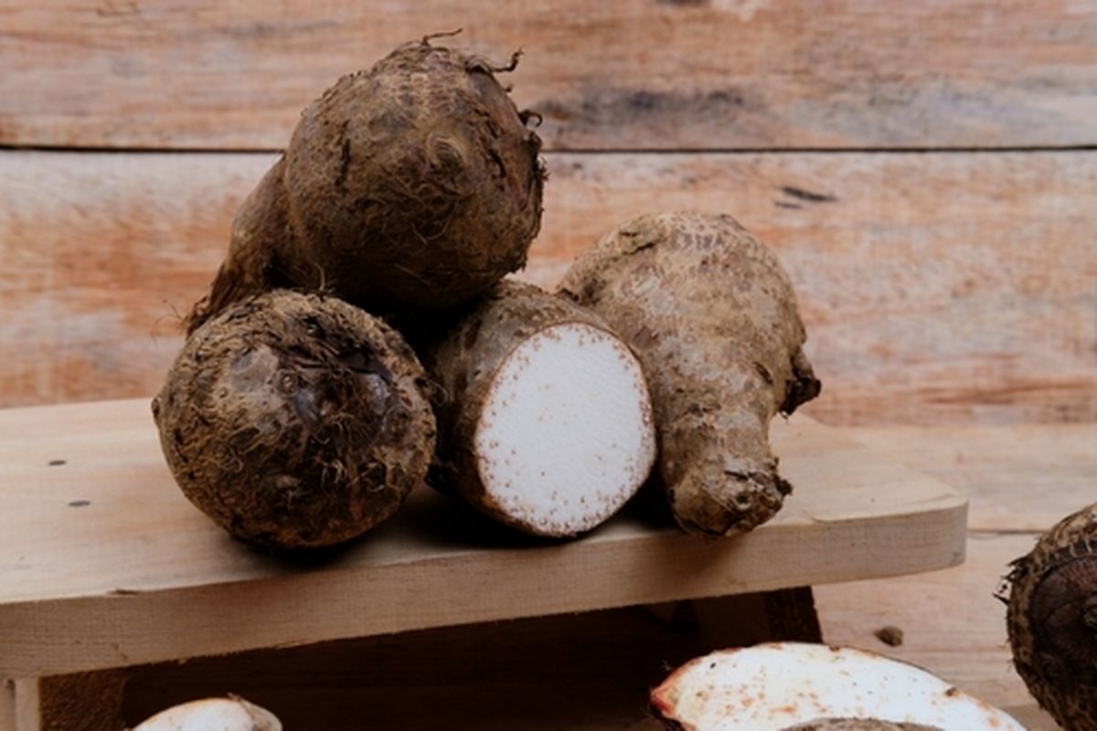 Umbi talas yang telah dipanen