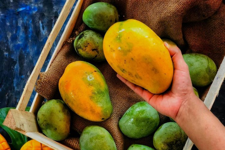 Langkah pertama dalam cara memilih mangga yang manis adalah dengan menyentuh dan merasakan permukaan buah.