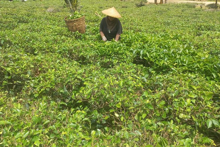 Ilah, salah seorang penggarap lahan tengah memetik daun teh di Perkebunan Teh Margawindu, Citengah, Sumedang Selatan, Sumedang, Jabar, Rabu (26/7/2023). AAM AMINULLAH/KOMPAS.com