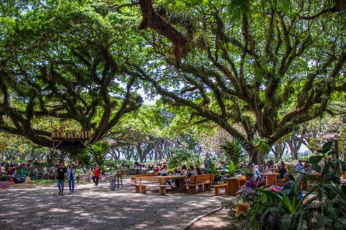 De Djawatan Banyuwangi, Bagai Masuk ke Hutan Lord of The Rings