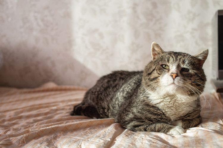 Demensia pada kucing tua bisa menyebabkan kucing sering mengeong kebingungan.