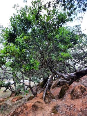 Bonsai pohon ampupu.