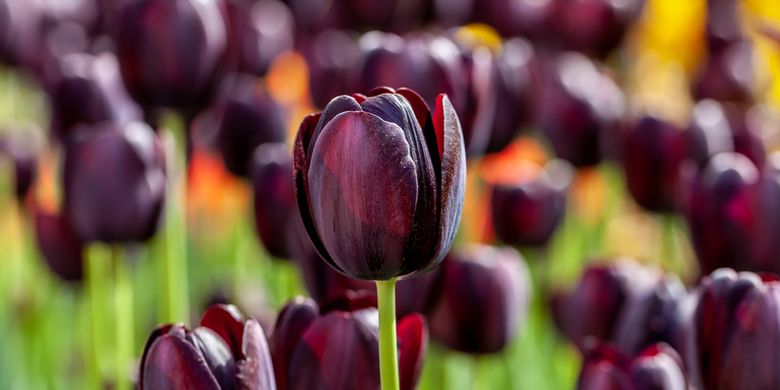 Tulip Time Tradisi Unik Yang Berasal Dari Belanda Halaman All Kompas Com