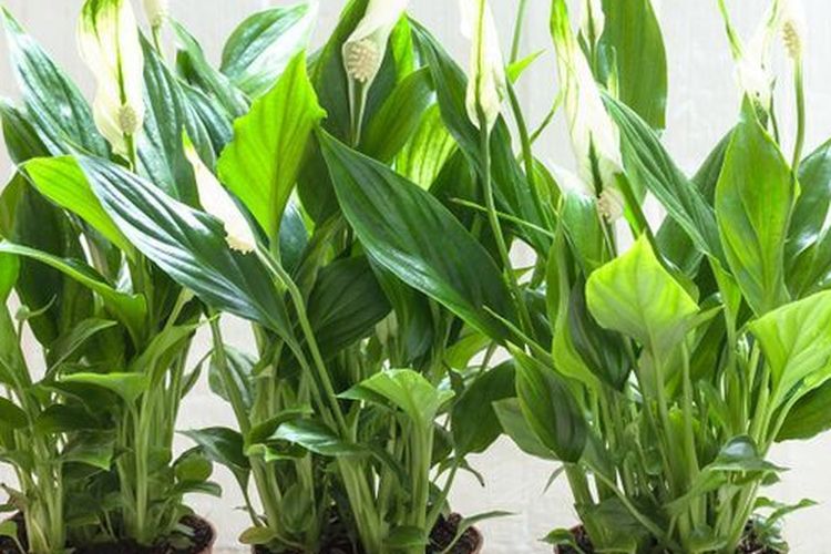 Ilustrasi tanaman peace lily.