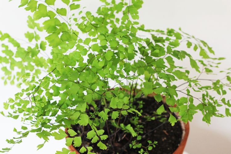 Ilustrasi tanaman suplir atau maidenhair fern. 