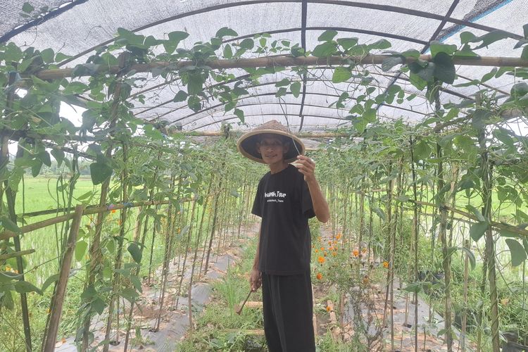 Guru di Purworejo Ubah Lahan Sempit Jadi Produktif: Hasil Kacang Panjang Tutup Biaya Cabai