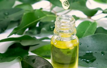 Tea tree oil bisa digunakan membasmi kutu busuk.