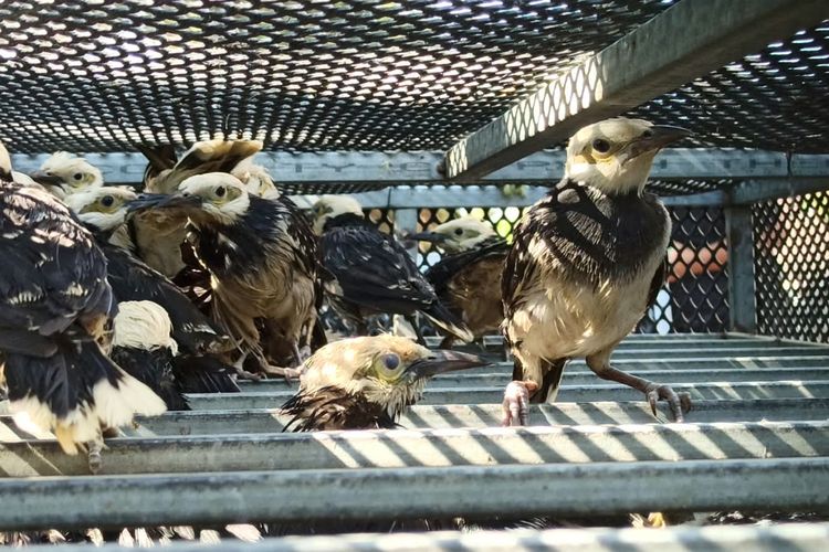 3.394 Burung Selundupan dari Vietnam di Sidoarjo Negatif HPAI, 161 Mati