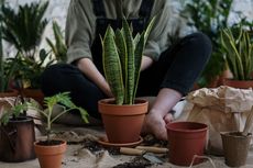 Seberapa Sering Harus Mengganti Tanah pada Pot Tanaman?