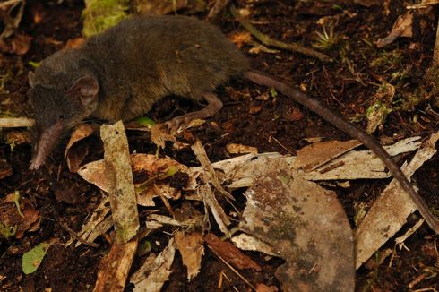 Badan dan Ekor Berbulu Lebat, Ini Spesies Celurut Baru Asal Sulawesi