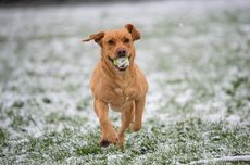 7 Ras Anjing yang Paling Mudah Dilatih Menurut Pelatih Profesional