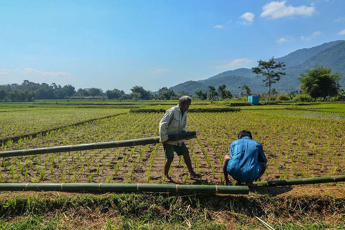 Foto dirilis Jumat (1/11/2019), memperlihatkan kelompok Tani Sarimukti menyambungkan pipa dari bambu untuk mengairi areal sawah yang dibuat secara swadaya di Desa Manggungsari. Bagi petani di kawasan tersebut, kincir air menjadi jalan keluar untuk mengairi lahan persawahan yang terancam puso alias gagal panen kala musim kemarau.