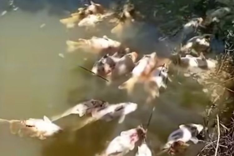 Di Balik Matinya 28 Ton Ikan Mas Milik Peternak Deli Serdang, DLH Temukan Dugaan Pelanggaran Baku Mutu Limbah