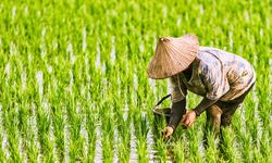 21.569 Petani Agam Terima Kartu Tani, Ini Manfaatnya