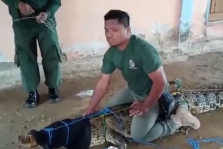 Tangkapan layar seorang petugas BKSDA Sultra evakuasi buaya muara yang ditangkap warga di Konawe Utara. 