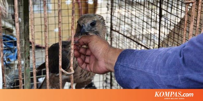 Hewan Langka Dijual Bebas Di Semarang