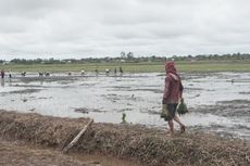 Gubernur Sabran Sebut Food Estate di Kalteng Bantu Perkuat Pangan Indonesia