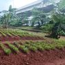 Kisah Urban Farming di Kolong Tol Becakayu, dari Lahan Kumuh Jadi Kebun Hijau