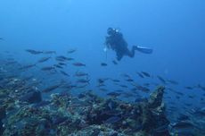 Desa Wisata Bondalem di Bali, Punya Spot Diving dan Lihat Lumba-lumba