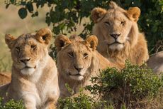6 Singa Mati di Taman Nasional Ratu Elizabeth, Diduga Diracuni Orang