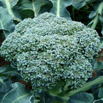 Ilustrasi brokoli, menanam brokoli. 
