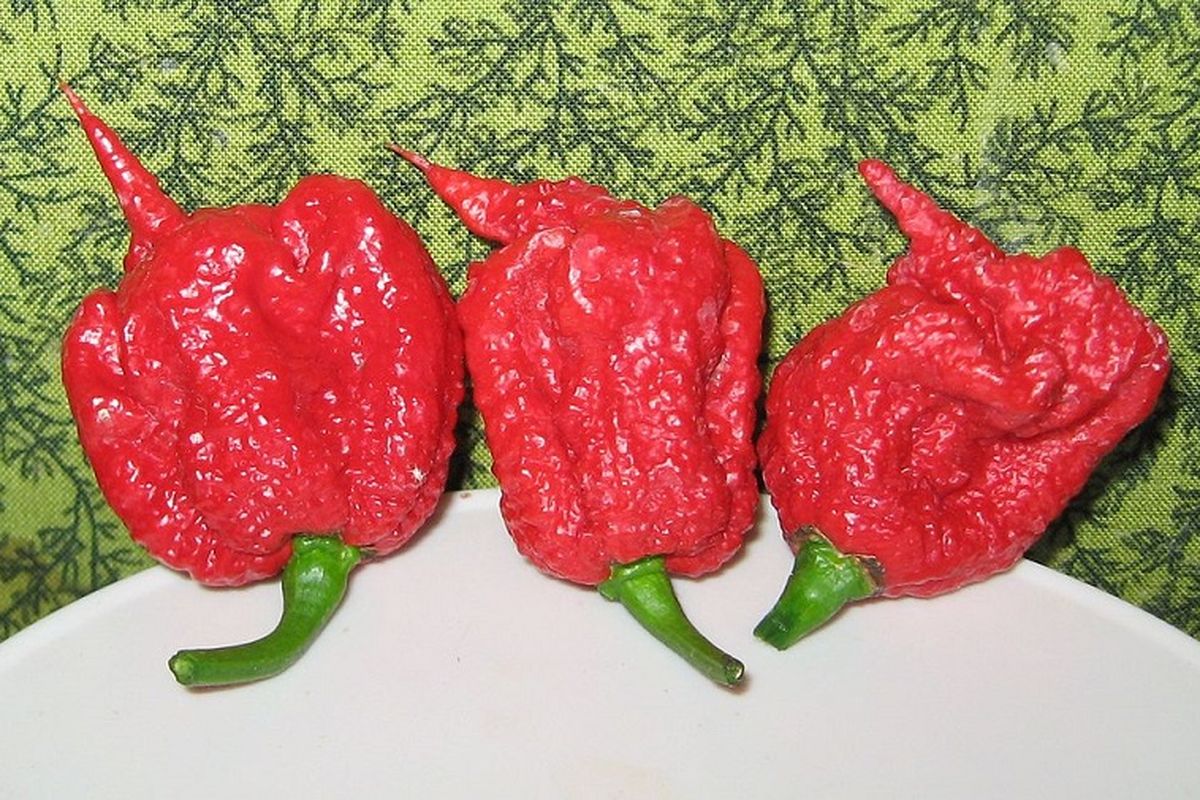Cabai terpedas di dunia, carolina reaper.