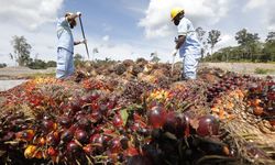 Kuartal I-2022, ANJ Catatkan Kenaikan Laba Bersih 261,9 Persen 