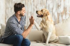 6 Hal yang Harus Diperhatikan Sebelum Mengadopsi Anjing