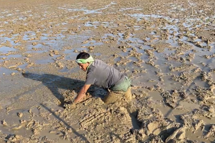 Petani Pinto Makmur, Muara Batu, Aceh Utara, Ridwan separuh tubuhnya tenggelam di lumpur sisa banjir bandang yang menimbun sawah, Kamis (15/1/2026).