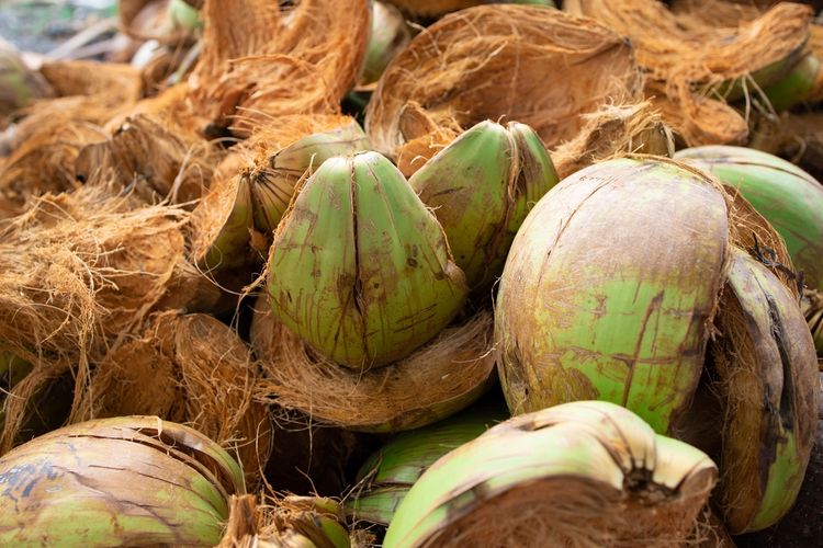 Ilustrasi sabut kelapa. Sabut kelapa dapat dimanfaatkan untuk membuat pupuk organik.