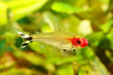 11 Fakta Menarik Ikan Neon Tetra, Berasal dari Sungai Amazon