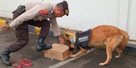 Polri Kirim Anjing Pelacak K9 Bantu Pencarian Korban Gempa NTT