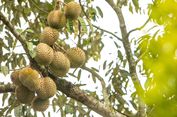 Durian Indonesia Tak Berdaya di Pasar Global