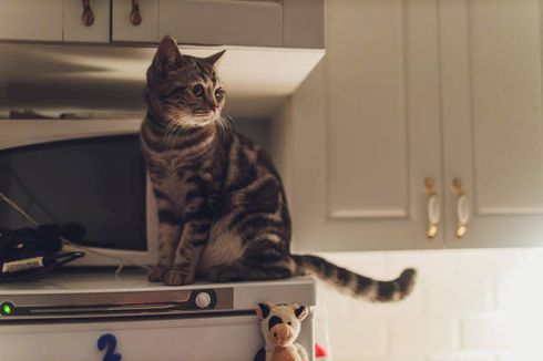 5 Alasan Mengapa Kucing Suka Mengeong di Malam Hari