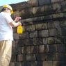 Agar Tidak Ditumbuhi Lumut, Candi Borobudur Disemprot Minyak Atsiri