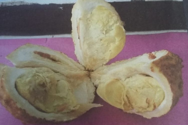 Durian si gundul, durian unik yang tak memiliki duri pada kulitnya. Durian ini ditemukan di alam liar oleh tim eksplorasi BPSBP NTB.