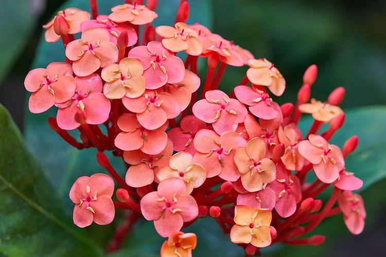 Ilustrasi bunga asoka (Ixora javanica). 