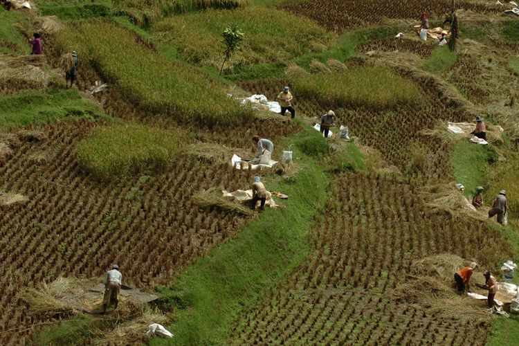 Foto dirilis Rabu (30/1/2019), menunjukkan sejumlah warga memanen padi di Kampung Naga, Kabupetan Tasikmalaya, Jawa Barat. Warga Kampung Naga merupakan salah satu masyarakat adat yang masih memegang tradisi nenek moyang mereka, salah satunya adalah tradisi panen padi.