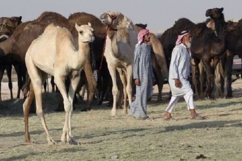 Diusir dari Wilayah Saudi, Ratusan Ekor Unta Qatar Mati di Perbatasan
