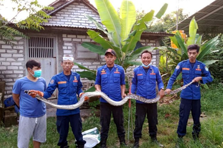 Petugas Damkar Lamongan berhasil melakukan evakuasi ular sanca sepanjang 3 meter, yang sempat meresahkan warga di Desa/Kecamatan Paciran, Lamongan.
