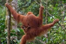 BKSDA Evakuasi Orangutan yang Masuk Perkebunan di Langkat