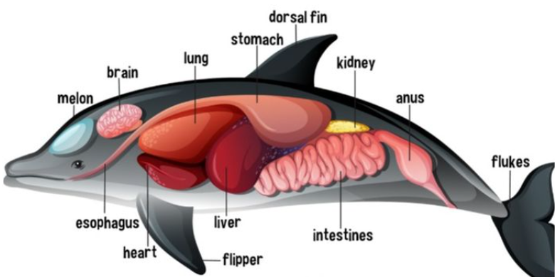 Ilustrasi sistem pernapasan lumba-lumbaa